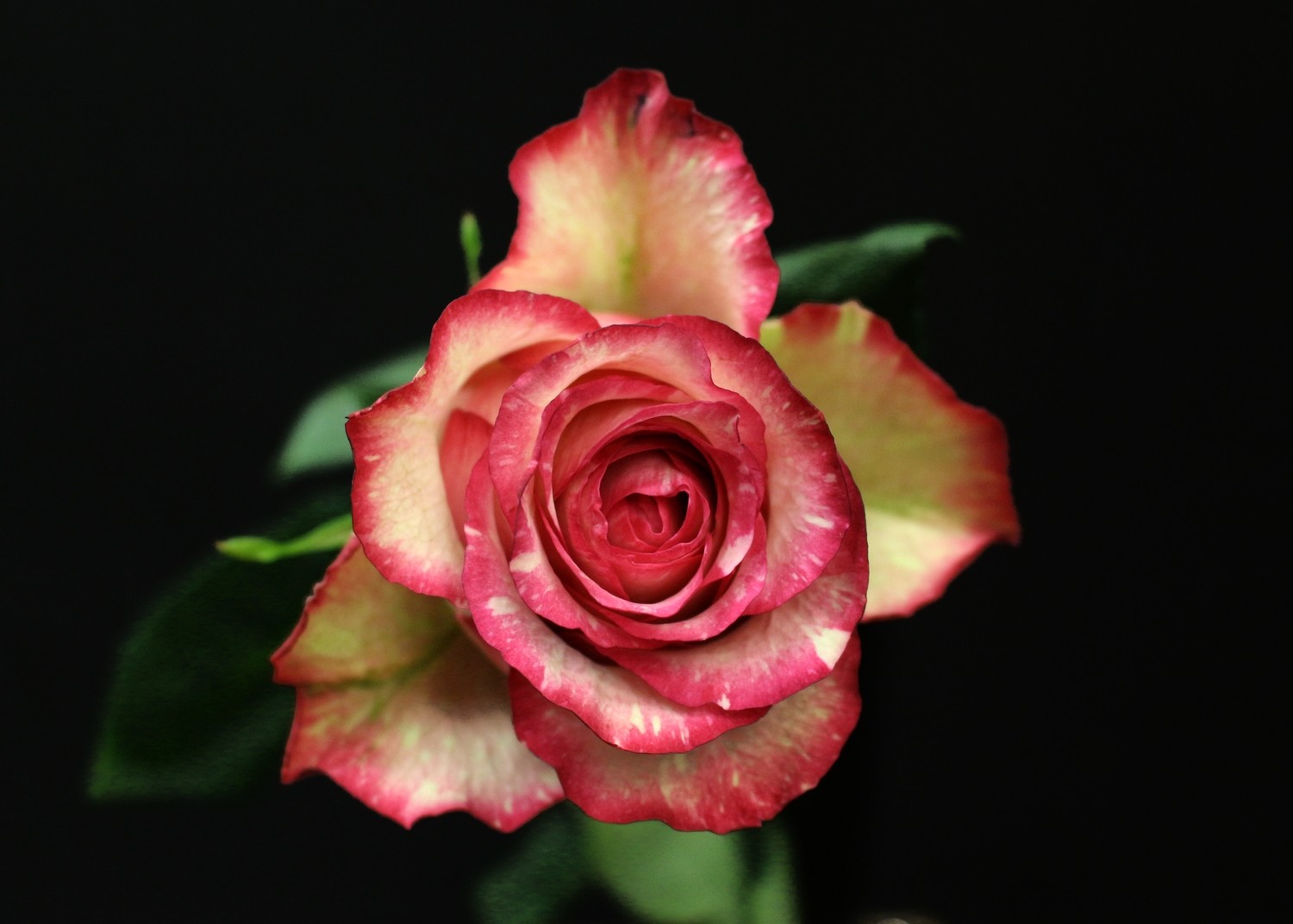 Rose Clown