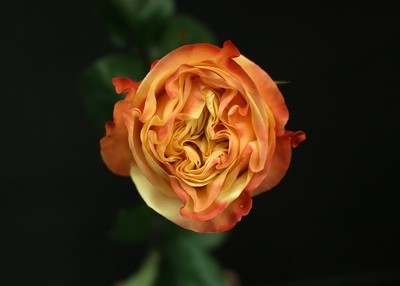Rose Lovely Heart