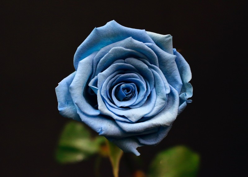 Rose Bleu ciel