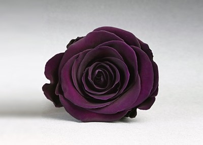 Rose Violette