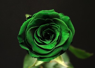 Rose Vert Bouteille