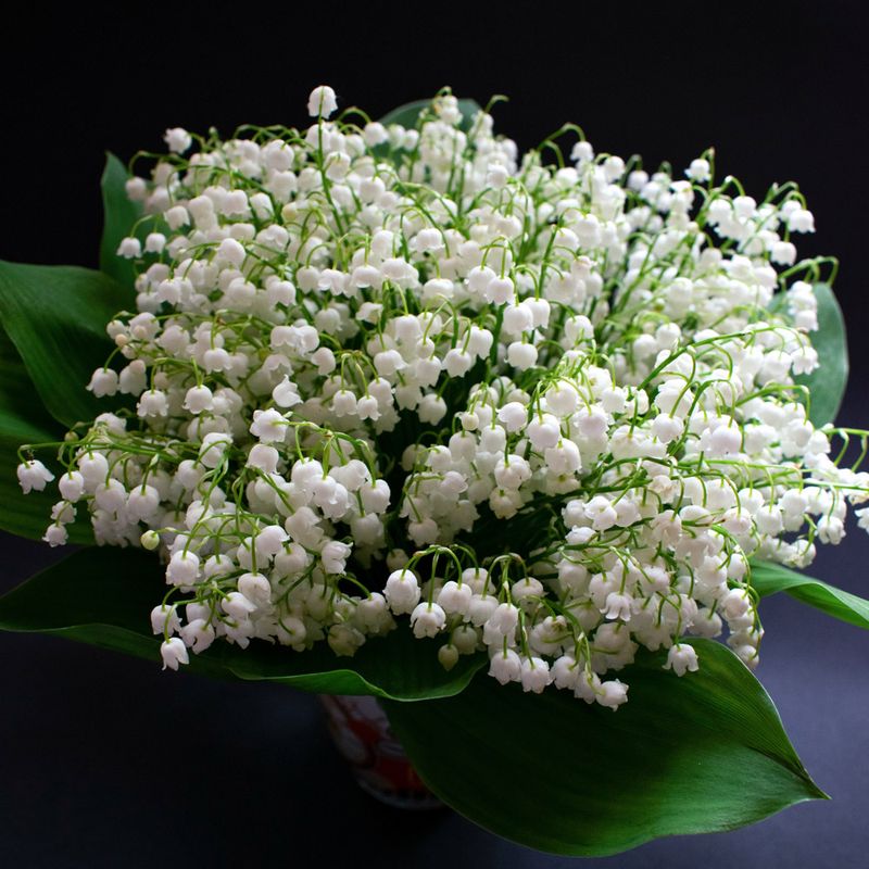 Bouquets de muguet