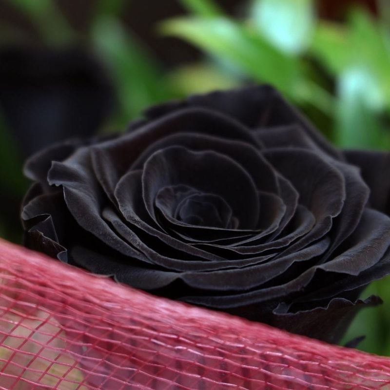 Roses exceptionnelles