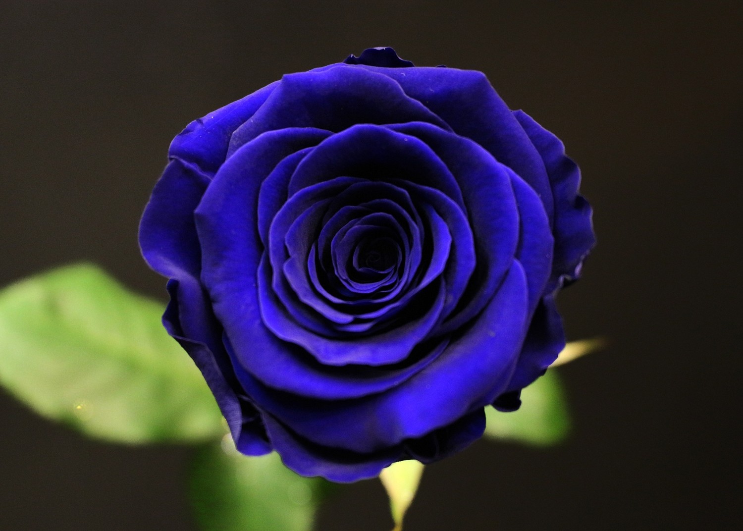 Rose bleue Éternelle