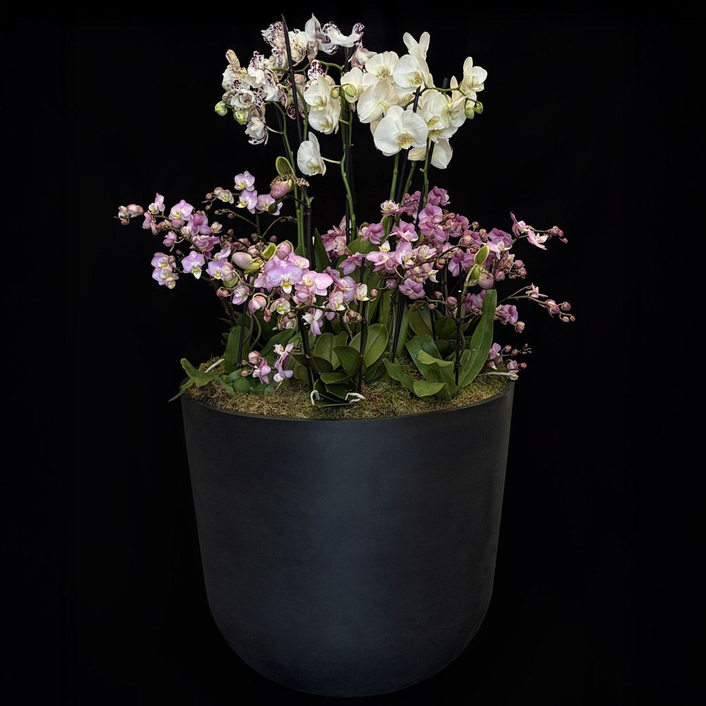 Grande composition d’orchidées blanches et roses dans un pot noir, réalisée par Fleurs de Prestige à Paris