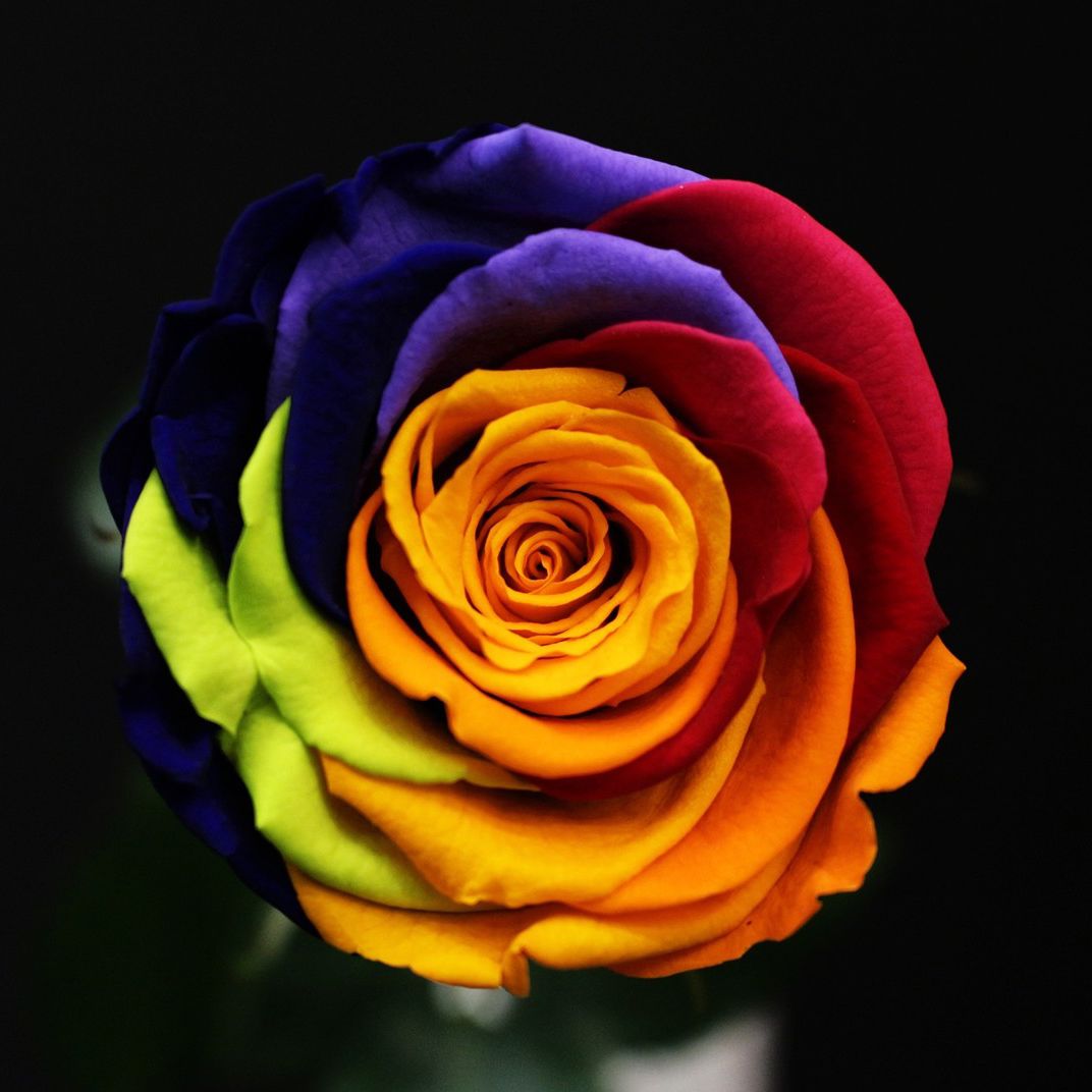Rose Rainbow stabilisée multicolore aux pétales bleus, violets, rouges, orange et verts
