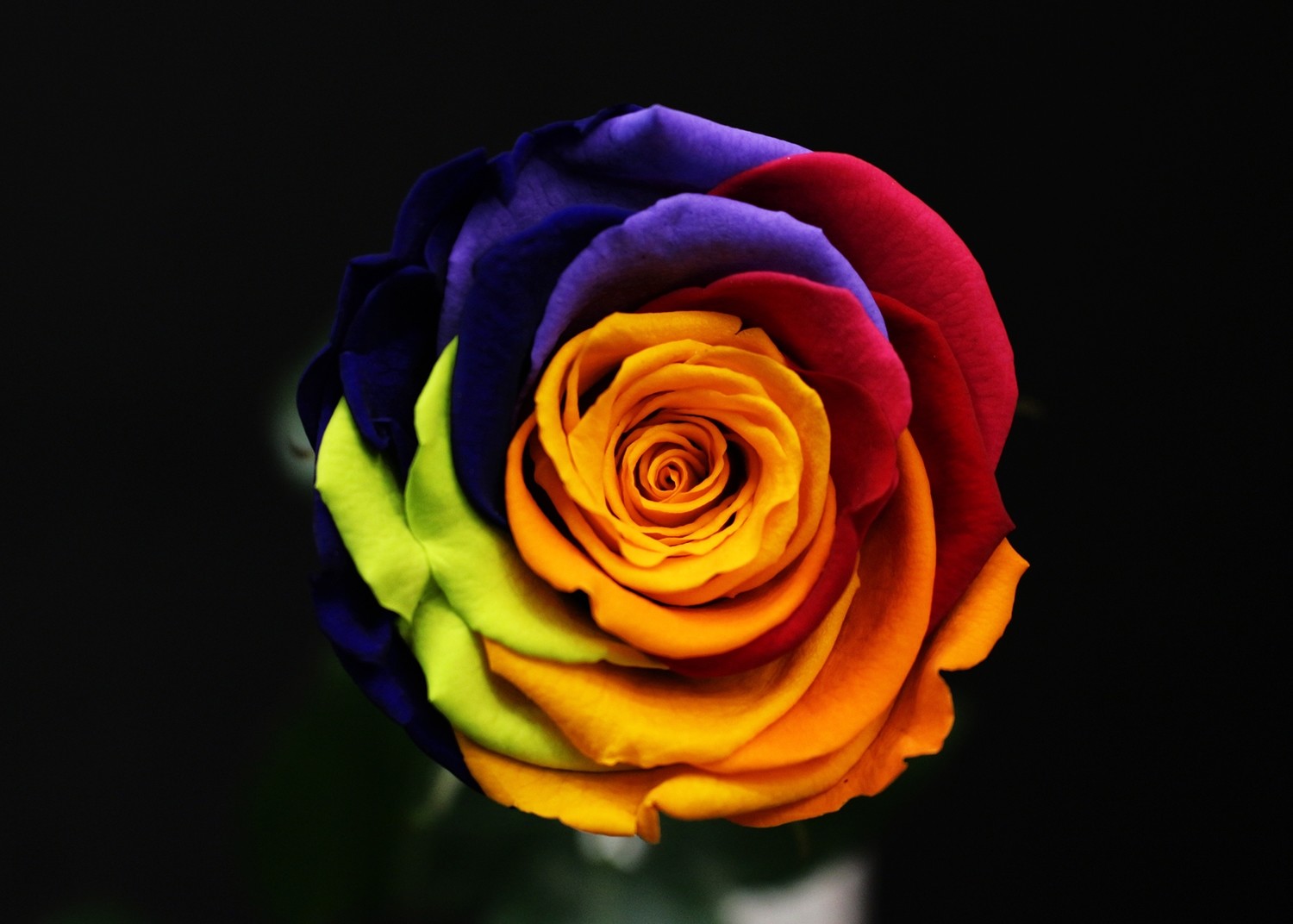 Rose Rainbow naturelle