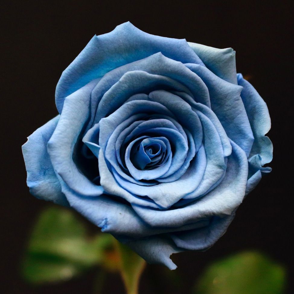 Rose bleu ciel stabilisée aux pétales bleu pastel sur fond sombre