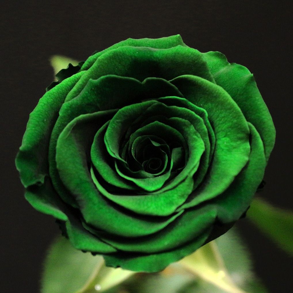Rose vert bouteille stabilisée aux pétales vert profond sur fond sombre