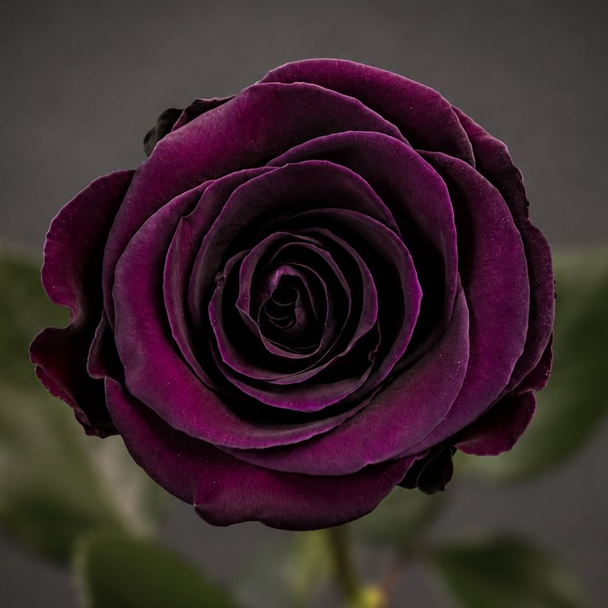 Rose violette stabilisée aux pétales violet foncé sur fond gris sombre avec feuillage flou