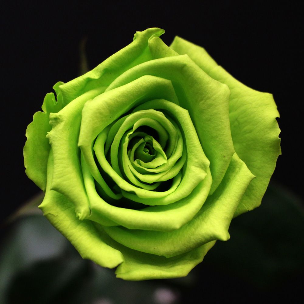 Rose vert anis stabilisée aux pétales lumineux sur fond noir