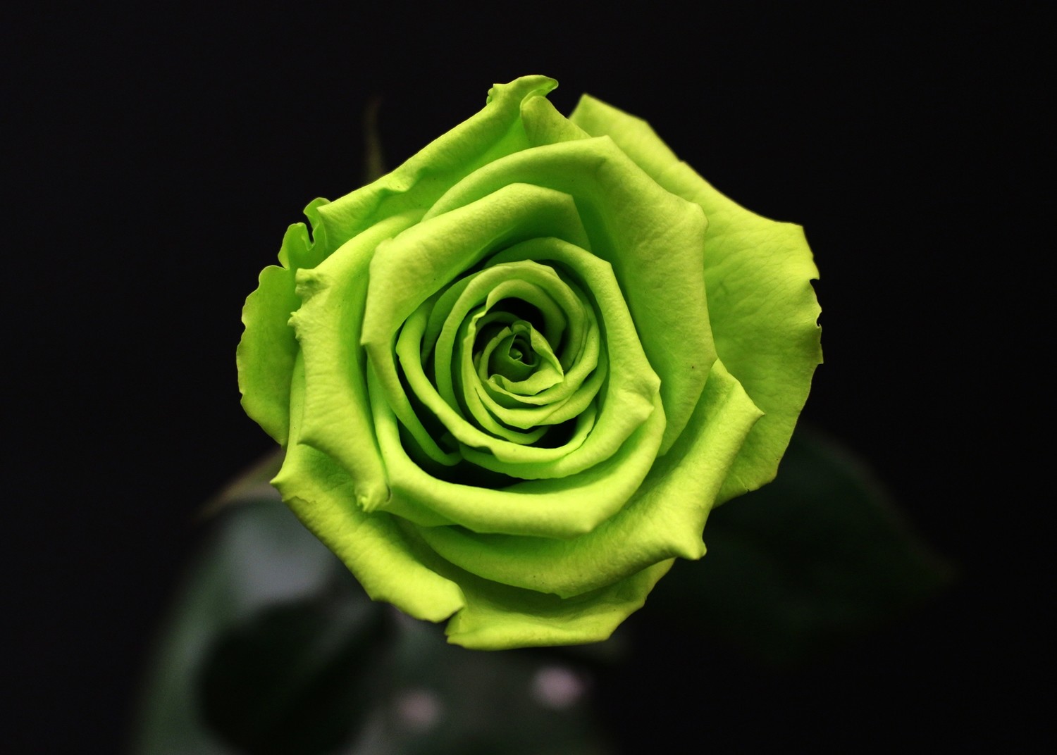 Rose Verte