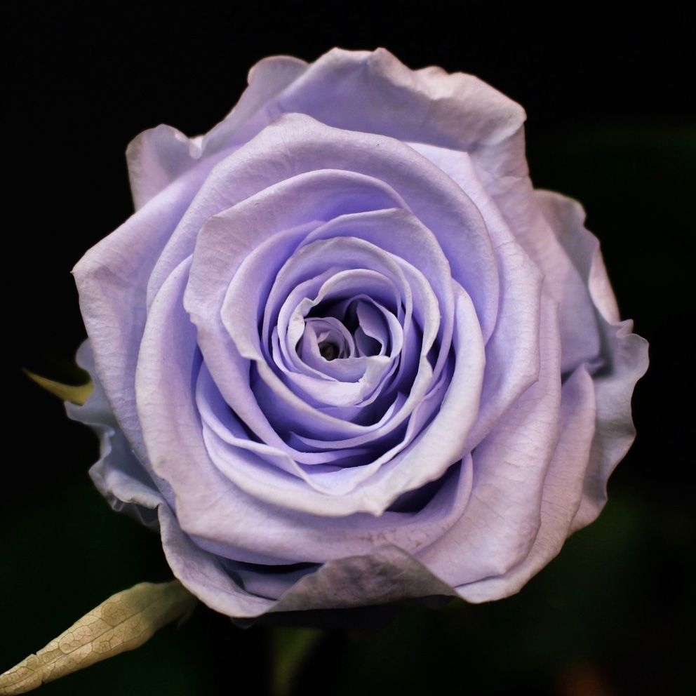 Rose lavande stabilisée aux pétales mauve clair sur fond sombre