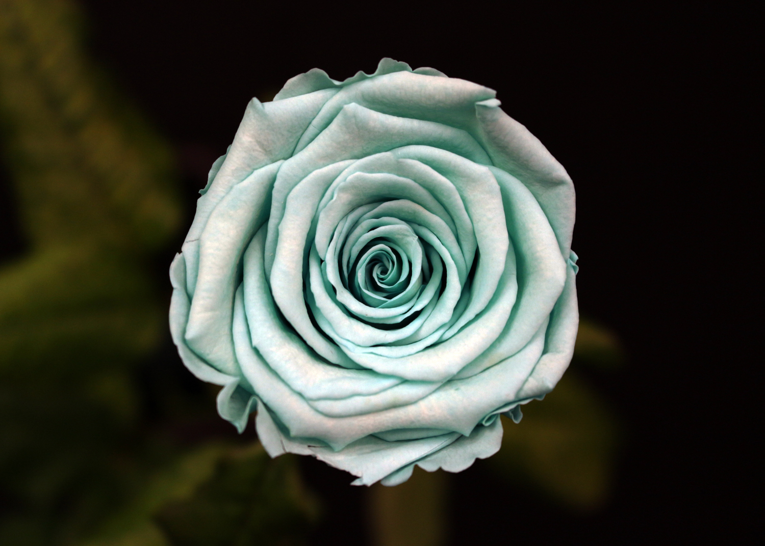 Rose Vert d'Eau