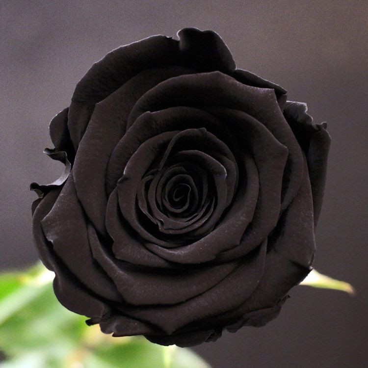 Rose noire stabilisée (rose éternelle) – noir profond – Fleurs de Prestige Paris