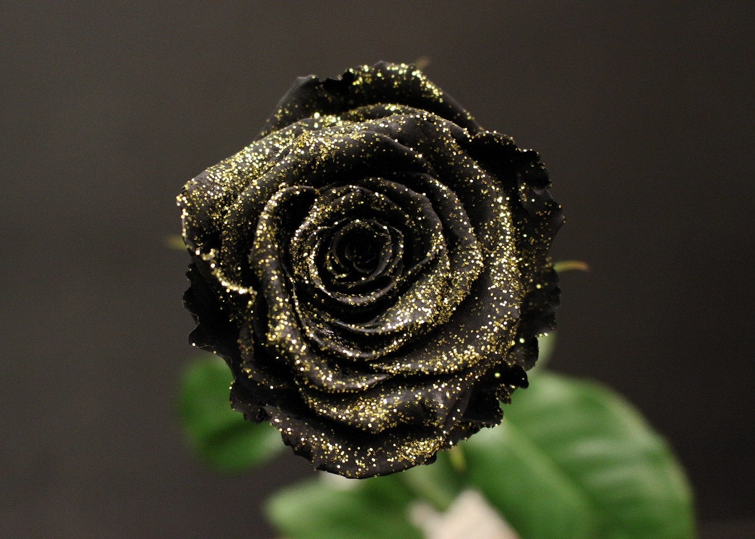 Rose Noire Or