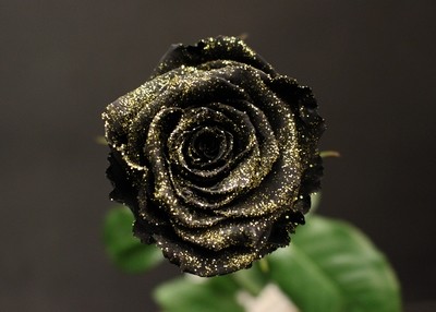 Rose Noire Or
