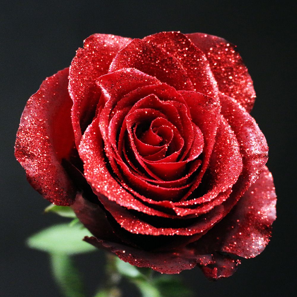 Rose rouge naturelle recouverte de paillettes rouges sur fond noir