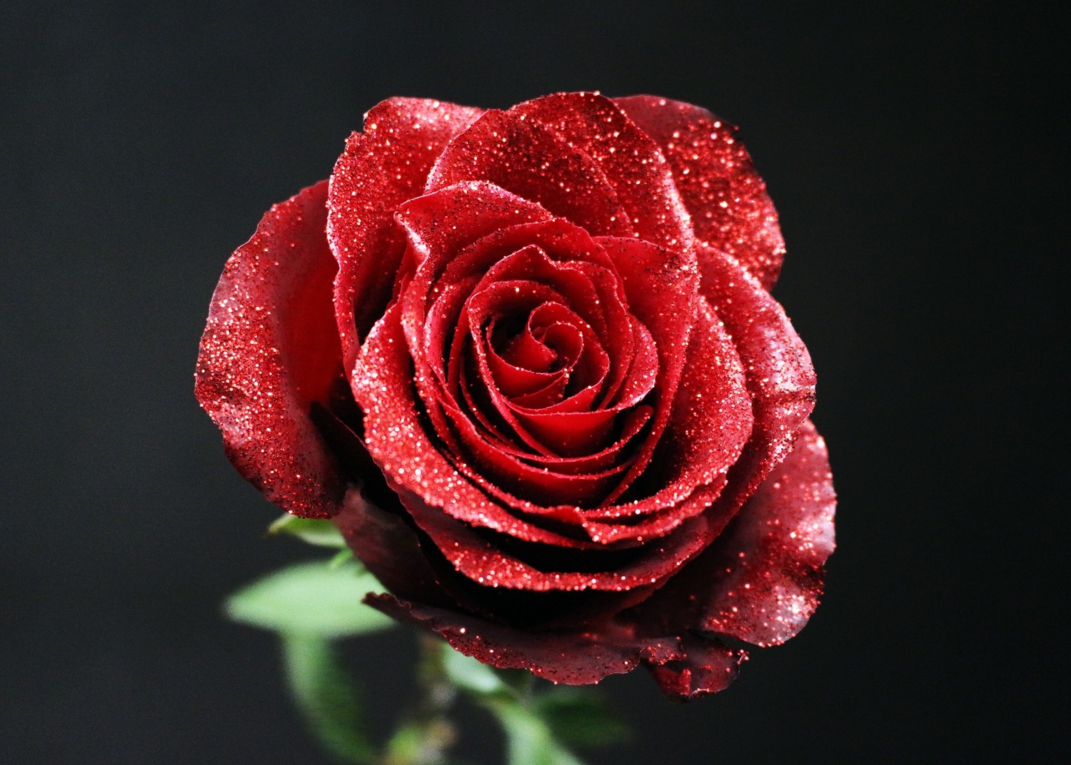 Rose Rouge Pailletée Rouge