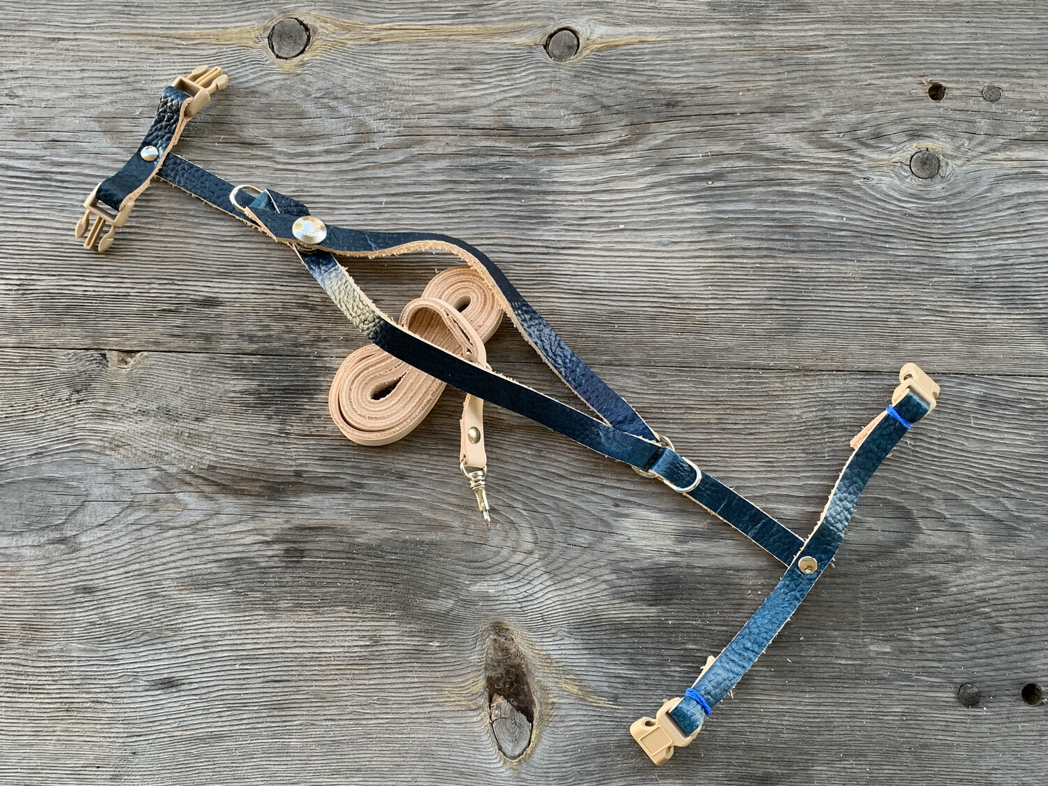 SIZE 9- 900g-1050   LEATHERS4FEATHERS Harness Avian Leash Blue &amp; Gold / Moluccan / Catalina Macaw / Sulfur Crested