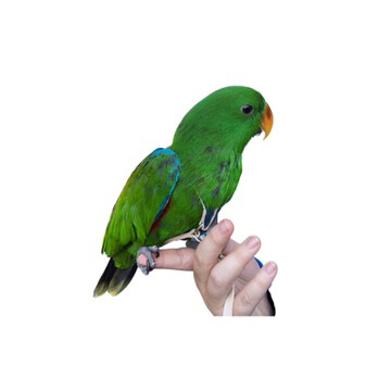 SIZE 6 LEATHERS4FEATHERS Harness Avian Leash Rose Breasted Cockatoo /Timneh / Amazon / Eclectus / Cape Parrot