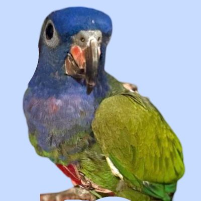 SIZE 5L LEATHERS4FEATHERS Harness Avian Leash Cockatoo 225-275g/ Illiger/ Small Goffins Cockatoo / Yellow Collared Macaw / Golden Conure / Patagonian