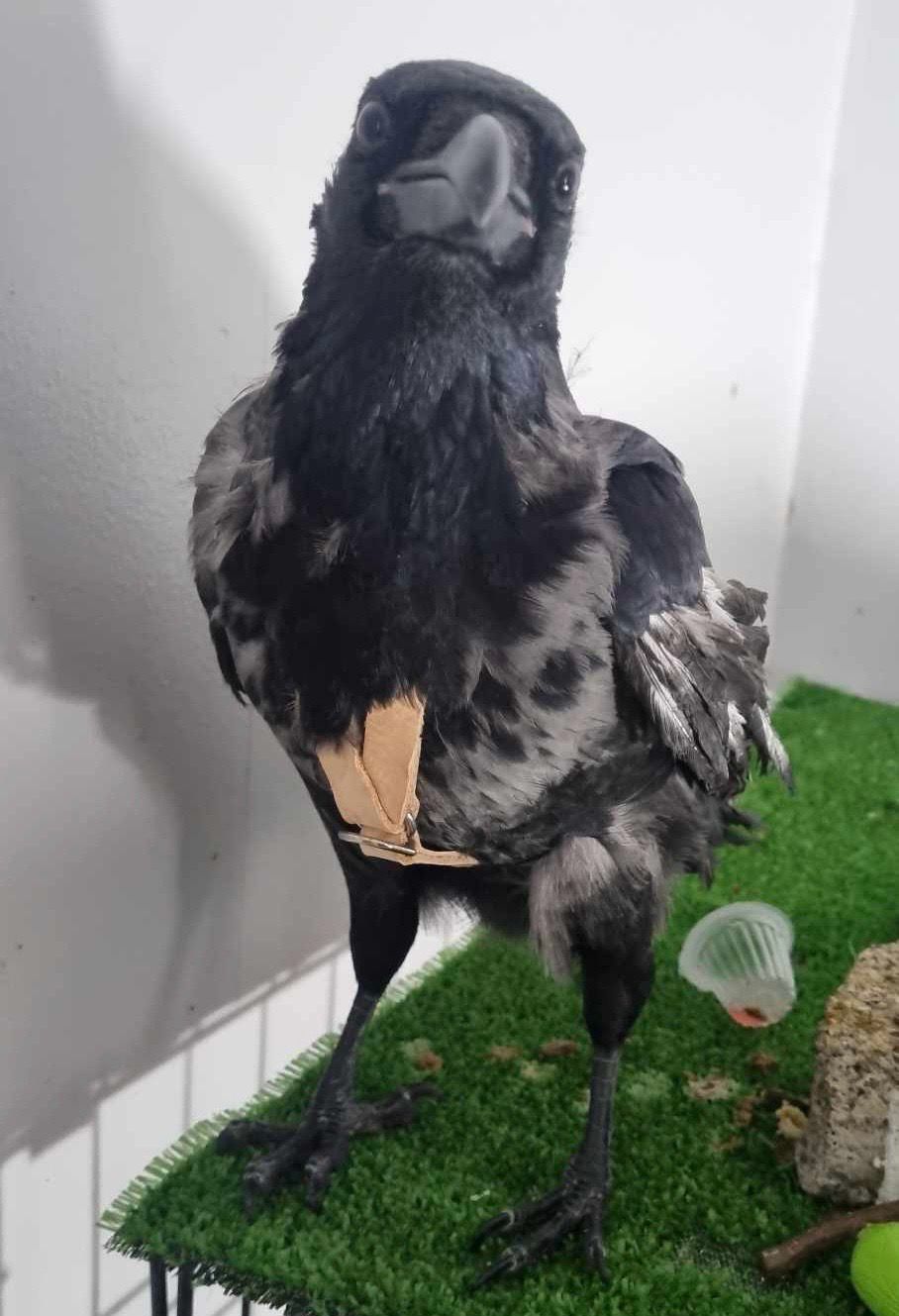 SIZE 7  LEATHERS4FEATHERS Harness Avian Leash Congo African Grey / Med. Sulfer Crested Cockatoo / Yellow Naped Amazon