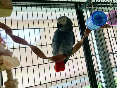 Vegetable Tanned Leather Saddle Perch