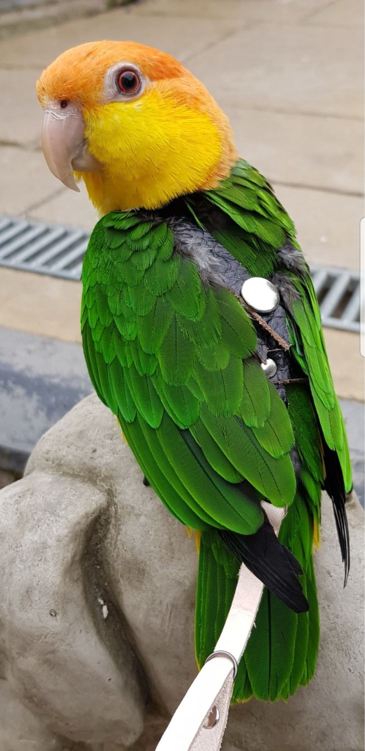 SIZE 4 LEATHERS4FEATHERS Harness Avian Leash White Bellied Caique / Hahns / Blue Crown Conure / Rainbow Lory / Senegal / Nanday