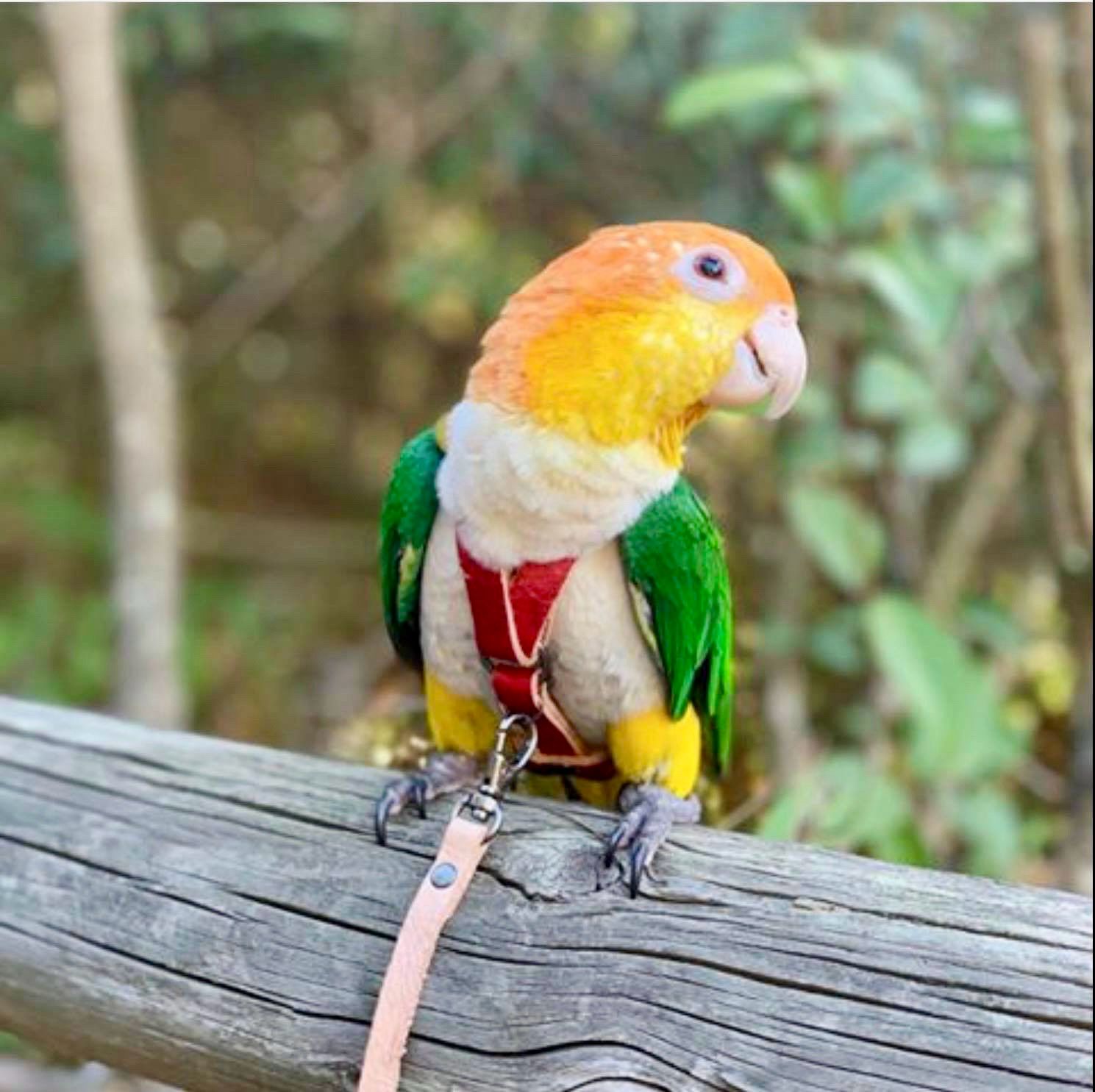 SIZE 4 LEATHERS4FEATHERS Harness Avian Leash White Bellied Caique / Hahns / Blue Crown Conure / Rainbow Lory / Senegal / Nanday