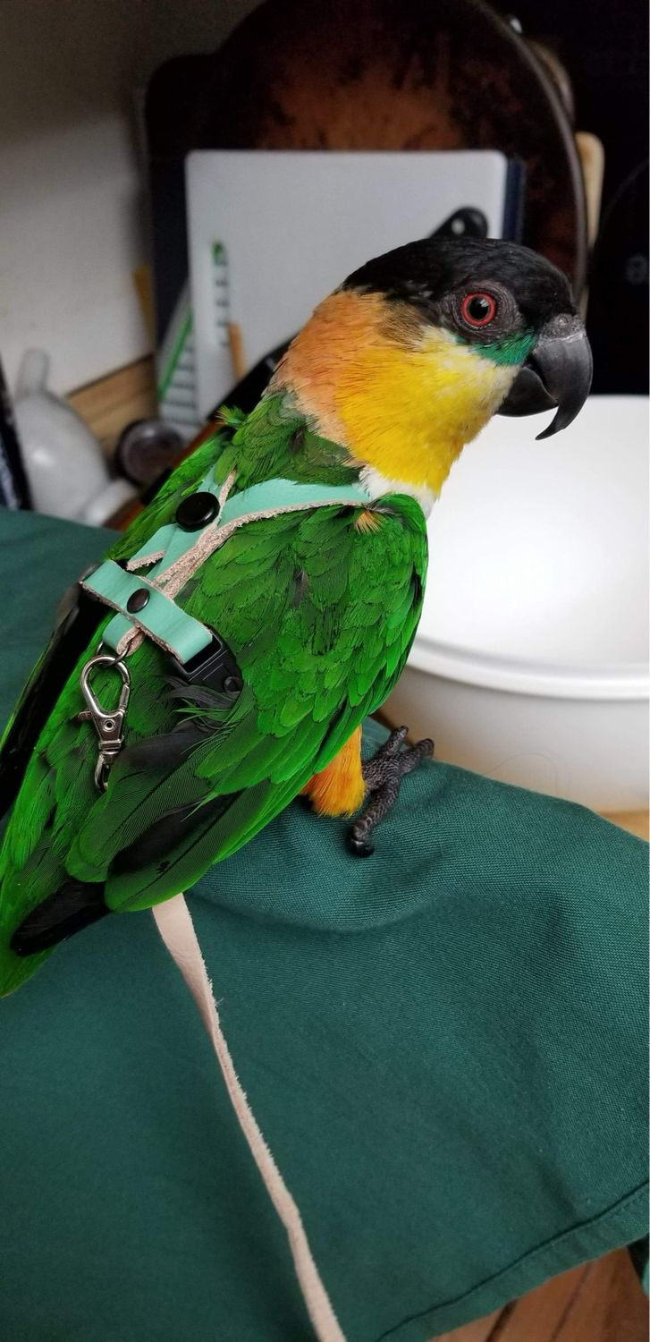 SIZE 4 LEATHERS4FEATHERS Harness Avian Leash White Bellied Caique / Hahns / Blue Crown Conure / Rainbow Lory / Senegal / Nanday