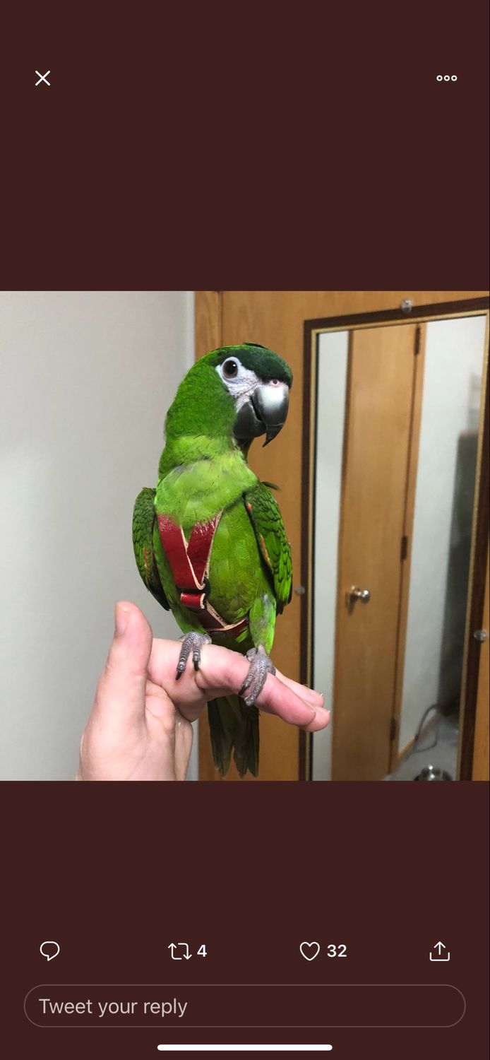 SIZE 4 LEATHERS4FEATHERS Harness Avian Leash White Bellied Caique / Hahns / Blue Crown Conure / Rainbow Lory / Senegal / Nanday