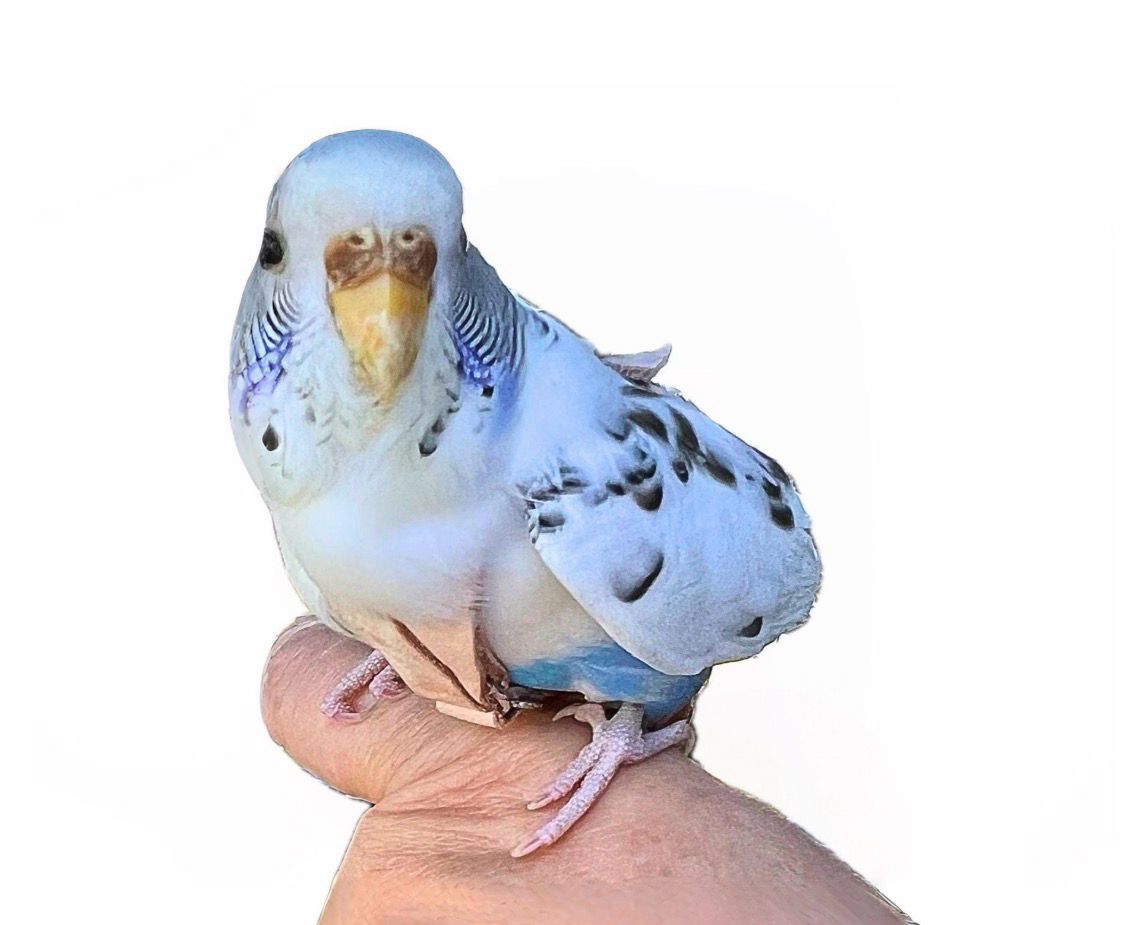SIZE 1  Lovebird / Parakeet / Bourke / Linneolated Parakeet LEATHERS4FEATHERS Harness Avian Leash