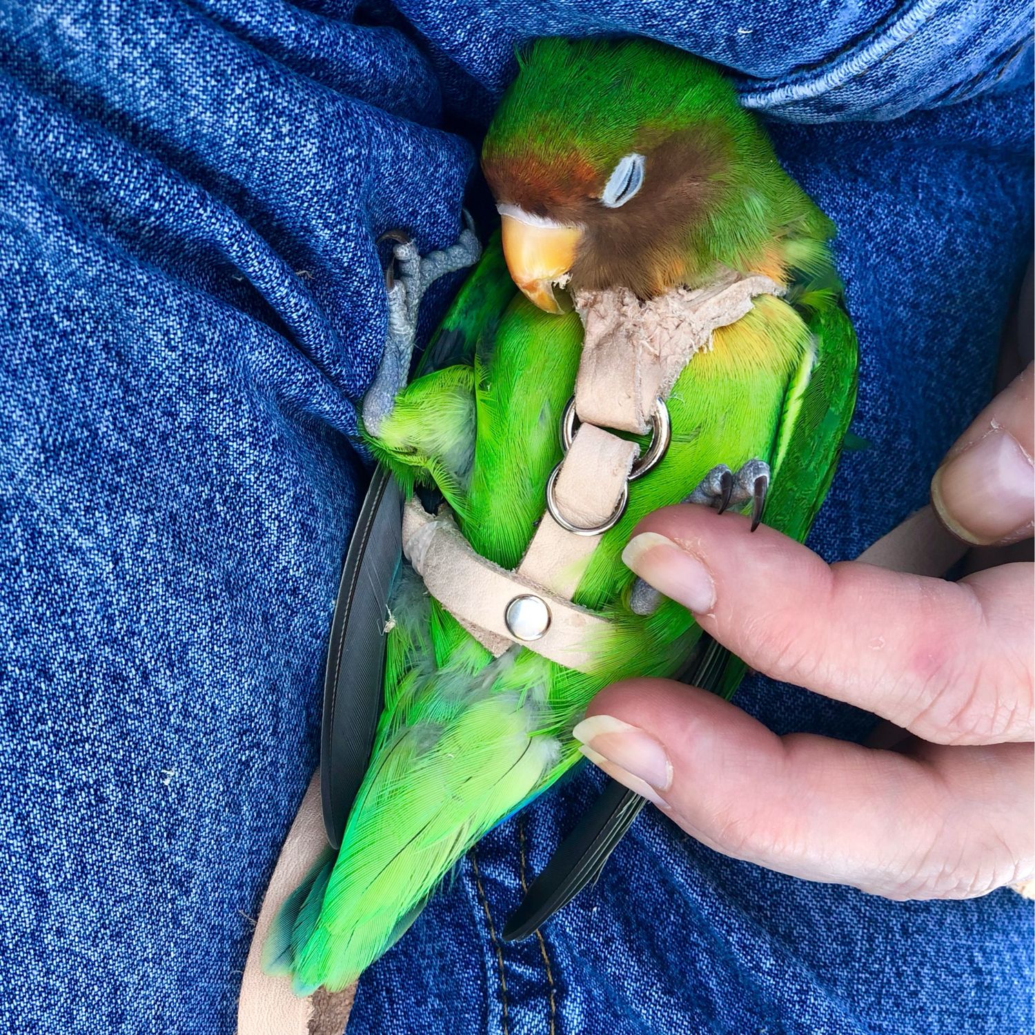 SIZE 1  Lovebird / Parakeet / Bourke / Linneolated Parakeet LEATHERS4FEATHERS Harness Avian Leash