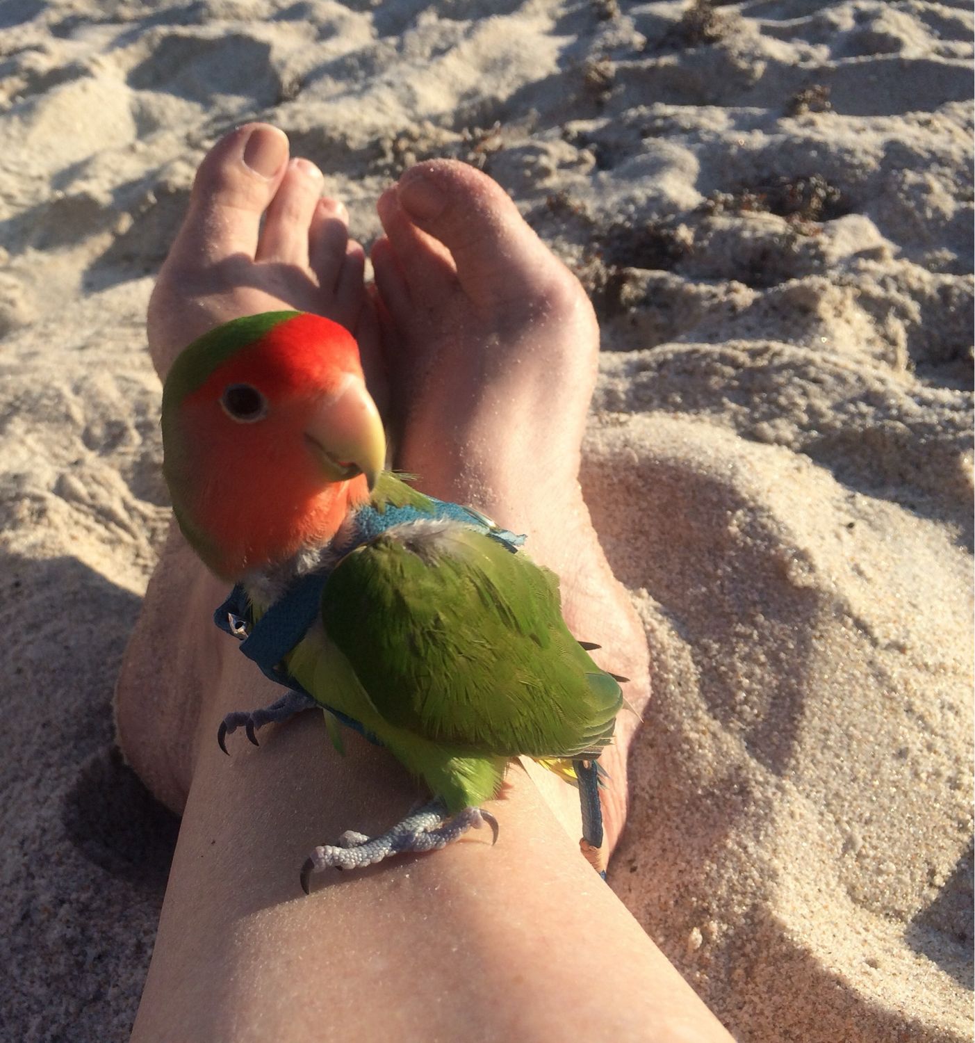 SIZE 1  Lovebird / Parakeet / Bourke / Linneolated Parakeet LEATHERS4FEATHERS Harness Avian Leash