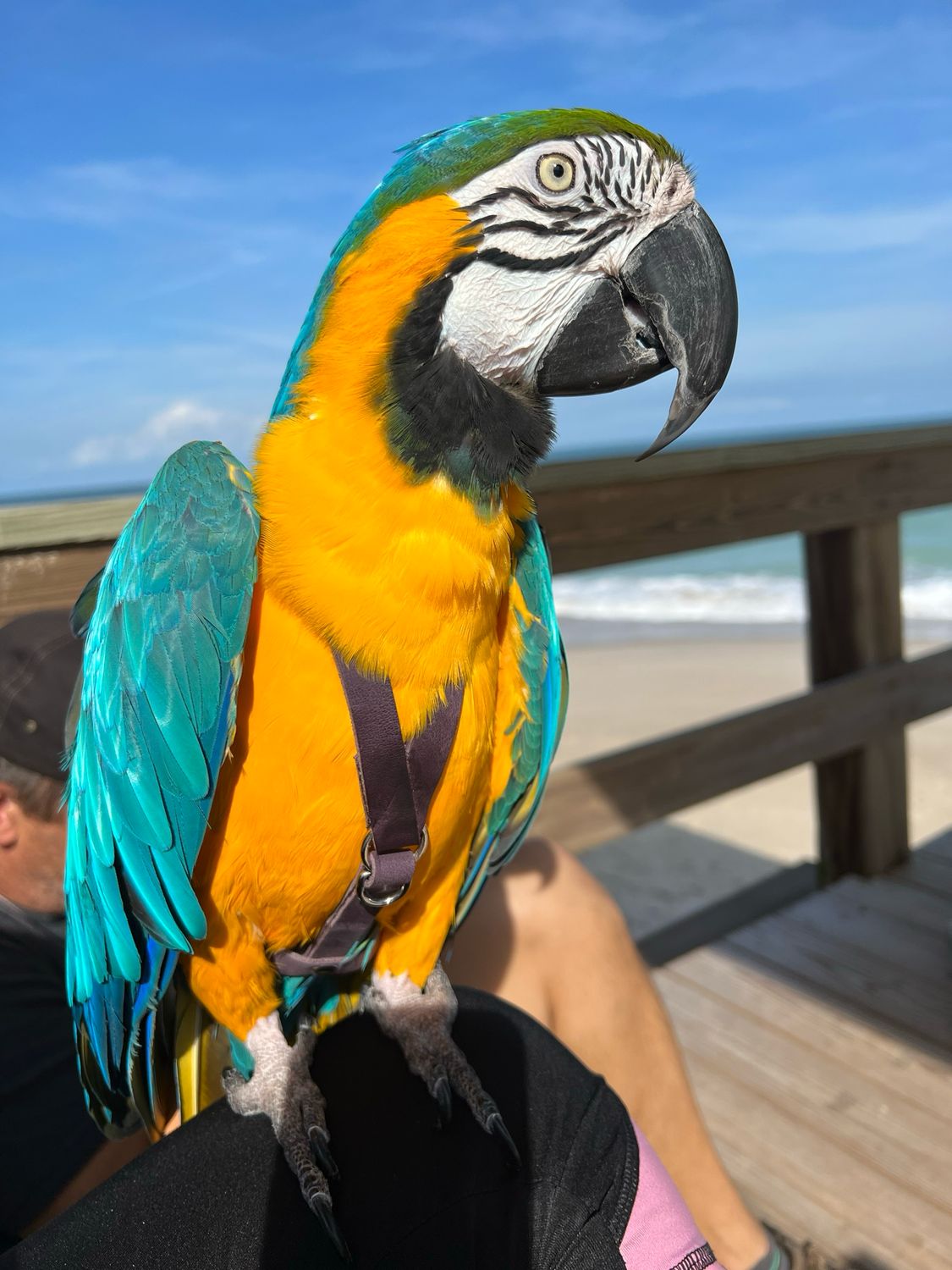 SIZE 10  LEATHERS4FEATHERS Harness Avian Leash 1100 - 1400 Green Wing Macaw / Hyacinth Macaw /  XL Blue and Gold