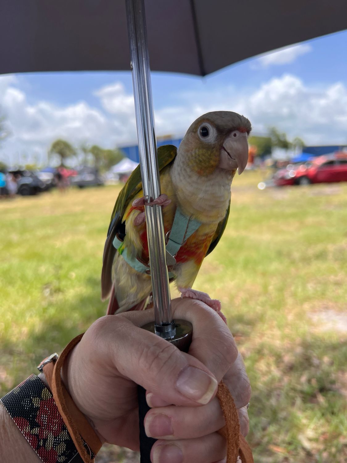 SIZE 2 Green Cheek Conure / Black Cap Conure / Kakariki / Half Moon Conure LEATHERS4FEATHERS Harness Avian Leash