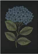 Hydrangea, Size: 35x50