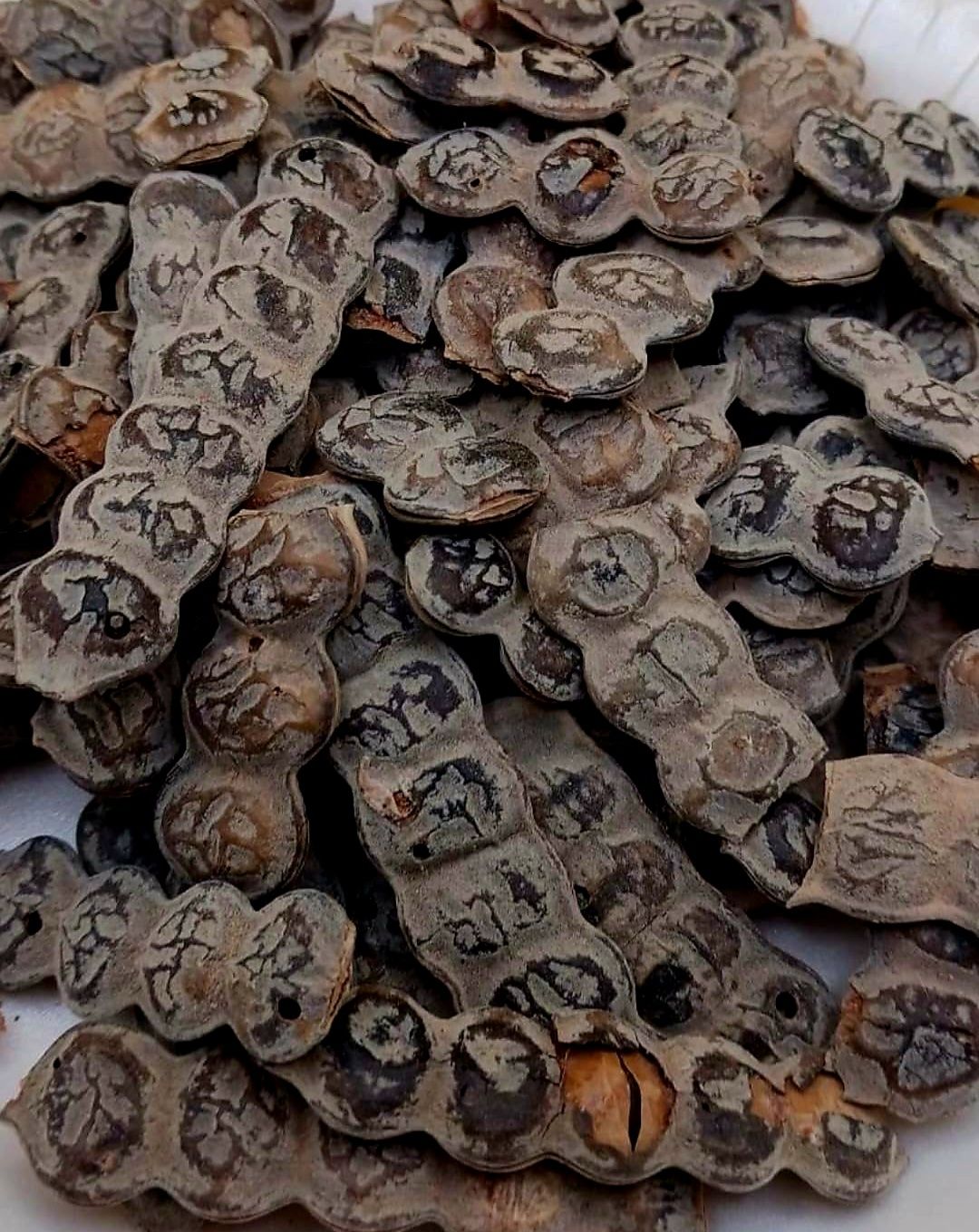 Acacia nilotica / Nep nep