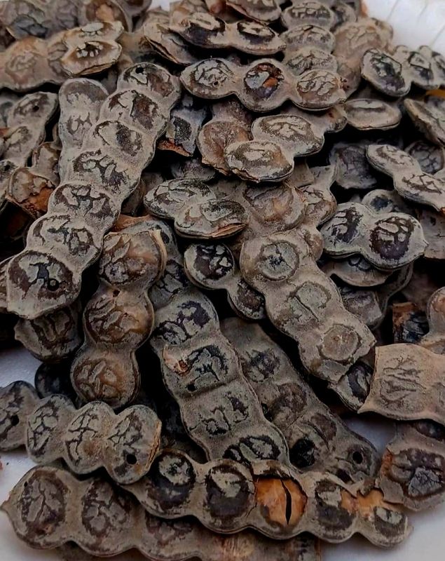 Acacia nilotica / Nep nep