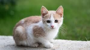 Felinos