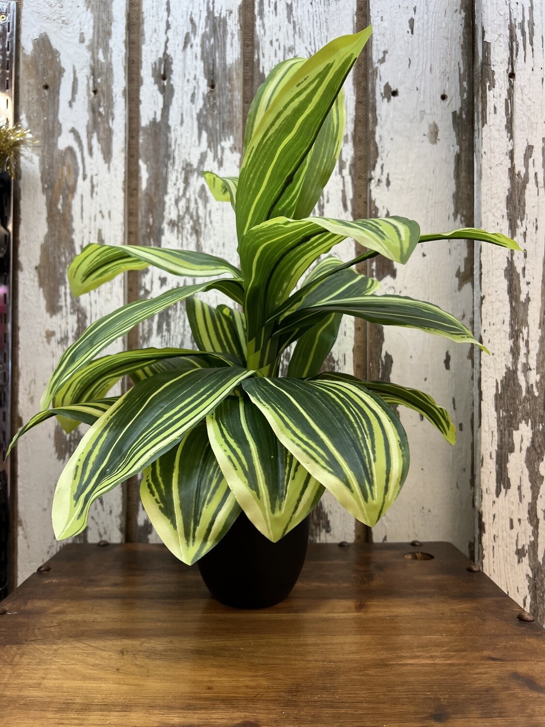 Home Decor Plant # I9573