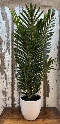 Home Decor Plants # I9508