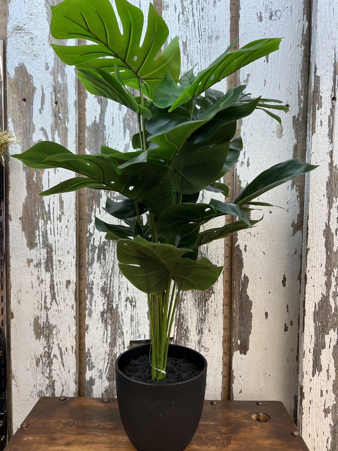 Home Decor Plant #I9576
