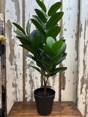 Home Decor Plant # I9504