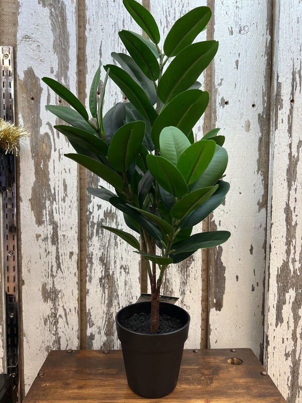 Home Decor Plant # I9504