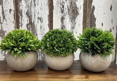 Monarch Set of 3 Baby Plants # I9589