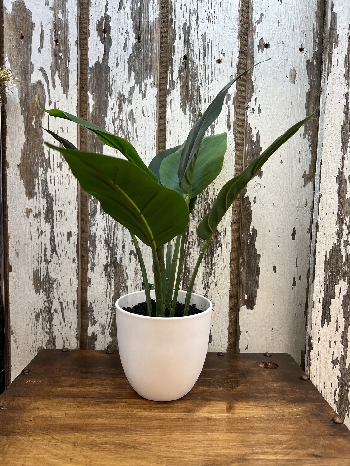 Home Decor Plant #I9502
