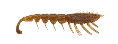 RAPALA CRUSH CITY THE IMPOSTER 3&#39;&#39;
