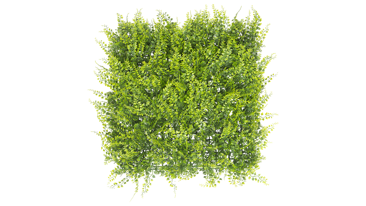 Fern